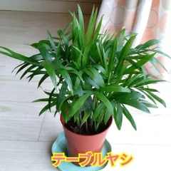 さぬきち　チャメドレア2種セット 楽天市場】内祝い（種類（植物）チャメドレア）（観葉植物｜花