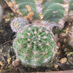 サボテン短毛丸　群生　子株付き　 鉢ごと発送 サボテン短毛丸 子株付き 鉢ごと発送