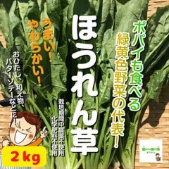 ☆農薬や化学肥料は使用しておりません　ほうれん草 ２kg　埼玉県産　【※まとめて袋詰めさせていただきます】