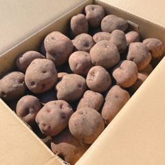 北海道 産地直送 知床産じゃがいも　ハナシベツ10kg
