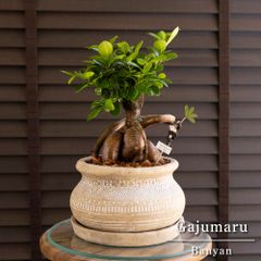 ガジュマルの木 7号 陶器鉢 ピック付 観葉植物 ガジュマル 多幸の木