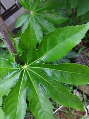 ヤツデ（八つ手）苗 1本 縁起の良い植物 高さ20cm前後