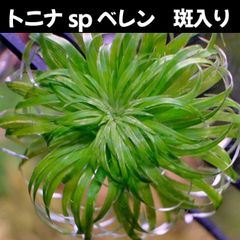 トニナ sp ベレン 斑入り  2本 水中葉  送料無料