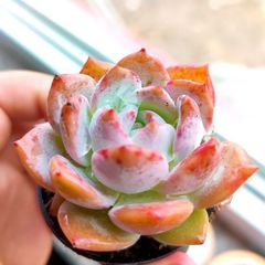 ユーフォルビア　トム　Euphorbia Cv tom 接ぎ降ろし　9頭　良型 ユーフォルビア トム Euphorbia Cv tom 接ぎ降ろし 9頭 良型