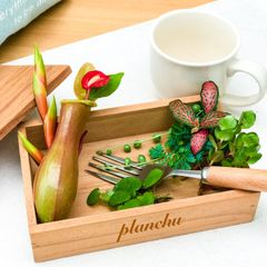 PLANCHU 観葉植物 ネフロレピス ハッピーゴールデン 8号吊り鉢 育て方