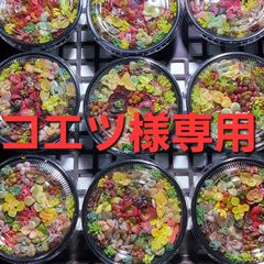 コエツ様専用
