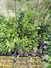 「むぴょ様専用」　奄美在来カンキツ苗9種9本