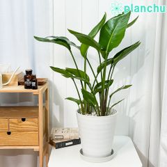 PLANCHU 観葉植物 ストレリチア オーガスタ 8号鉢 受け皿付き 育て方説明書付き Strelitzia nicolai ニコライ 楽園の白い鳥 極楽鳥花