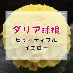 【球根】ダリア・ビューティフルイエロー（フォーマルデコラ咲き・中輪咲・中高性）／1球