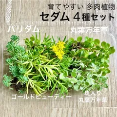 育てやすい多肉植物 セダム4種セット 50g