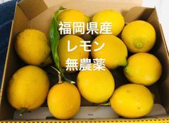 福岡県産　レモン　無農薬