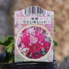 2024年最新】雲南桜草の人気アイテム - メルカリ