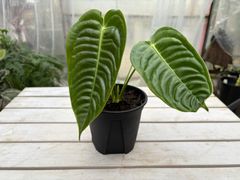 アンスリウム・ベイチー　4号　現品限り　アンスリウムの王様　観葉植物　インテリア　グリーン　オシャレ