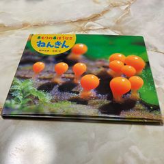ポプラ社 もりのほうせき ねんきん ふしぎいっぱい 写真絵本33