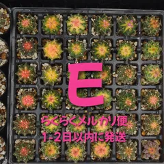 2026年最新】サボテン 神仙玉の人気アイテム - メルカリ