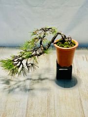 赤松　盆栽　あかまつ