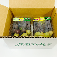 おすすめ商品【選果落ち 訳あり商品】 国産 熊本県産 九州産 ぶどう 詰め合わせ 2パック 合計 約1200g 箱込み【003】クール冷蔵 規格外 家庭用 贈答不可 加工用  果物  熊本 福岡 葡萄 ブドウ フルーツ 青ブドウ  黒ぶどう 品種おまかせ