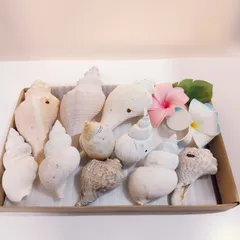 貝殻 巻き貝等 種類 特大サイズ E