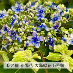 紫陽花 大島緑花 SALE品 （5号鉢）レア品種 ガクアジサイ 紫陽花 鉢花 アジサイ 伊豆大島で発見された珍しい紫陽花