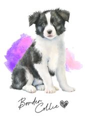 ポストカード【 Border Collie / ボーダー・コリー 】イラスト アート 水彩画風 パステルカラー はがき -1