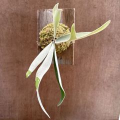 コウモリラン ベイチー  杉板①　Platycerium veitchii ビカクシダ 麋角羊歯 ビーチー ビッチー ヴィーチー 観葉植物 観葉 植物 珍奇植物 珍奇 珍しい ハンギング 吊り下げ 吊るす インテリア プレゼント おしゃれ かわいい おうち時間