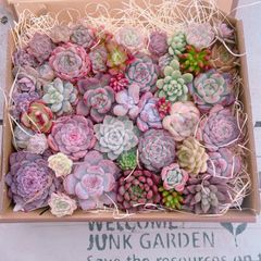 多肉植物 コンパクトBOXモリモリ(*•̀ᴗ•́*)و ̑̑set♡11201