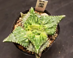 フォーカリア　種子２４種類　２０粒ずつセット フォーカリア 種子24種類 20粒ずつセット サボテン