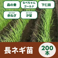 森の奏長ネギ苗 2000本オマケあり