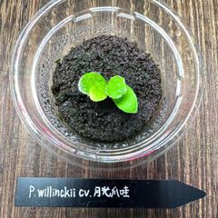 【速達】P.willinckii cv.月光爪哇【PLANTSMAN sp】
