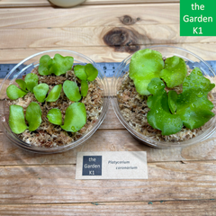 theGardenK1.com - メルカリShops