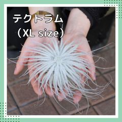 XLサイズのテクトラム（開花済み）　チランジア　エアプランツ
