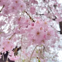 2024年最新】枝 桜の人気アイテム - メルカリ