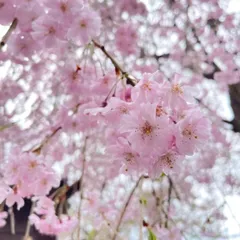 2025年最新】しだれ桜 苗木の人気アイテム - メルカリ