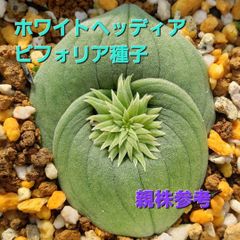 ちぃ‼️流通皆無‼️✩.*˚ウンベラータ 斑入りトップ✩.*˚3 2024年11月 | ウチデグリーン | UCHI de GREEN