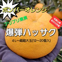 ☆超大玉☆約10kg入り☆爆弾ハッサク(訳あり)