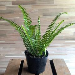 【契約農家直送商品】 シダ タマシダ 3.5号ポット苗 【3株販売】 観葉植物 寄せ植え 鉢植え 花壇 お洒落 おしゃれ 可愛い かわいい 苗 初心者