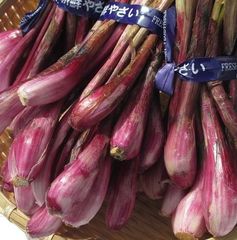 沖縄県産　島らっきょう　1ｋｇ　≪紫品種≫　冷蔵便