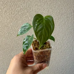 2025年最新】anthurium veitchiiの人気アイテム - メルカリ