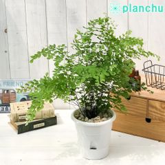 琉球の樹木】ギーマ（ヒメシャシャンボ）苗木 - メルカリ