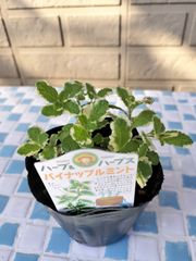パイナップルミント　ミント　金子香草園　10.5cm苗　3.5号苗　ハーブ　斑入りミント　斑入り植物　多年草