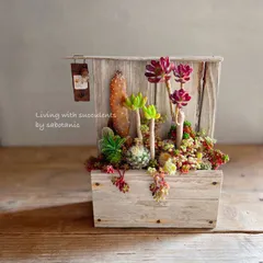 流木プランターの寄せ植え ジャンクガーデン