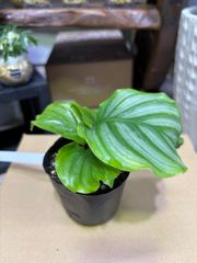 カラテア・オルビフォリア　3号ポット　可愛い　キレイ　観葉植物　インテリア　グリーン