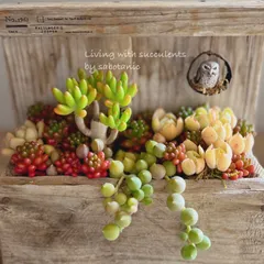 流木プランターの寄せ植え 吊りふくろう