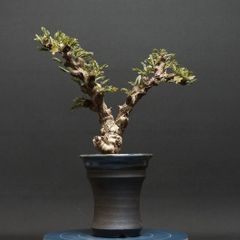 "Senna meridionalis" センナ メリディオナリス 管理2248