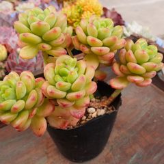 JU011	シャングリラ	【イータニク】多肉植物　韓国苗　第四種郵便発送