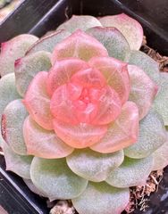 新入荷　高級苗　日本初登場　多肉植物　エケベリア　無尽灯　むじん‐とう　抜き苗　1株