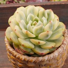 JU004	ミニマ錦	【イータニク】多肉植物　韓国苗　第四種郵便発送