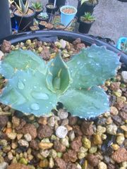 アガベ ブルコロラータ ブルーグロー × コロラータ ハイブリッド hyb