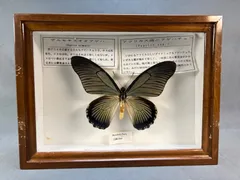 蝶標本　tak112様　リクエスト蝶標本４点セット　⭐️専用出品⭐️ 楽天市場】標本セット 蝶の通販