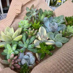 ☘️多肉植物☘️ カット苗詰め合わせセット🎁 ̖́-